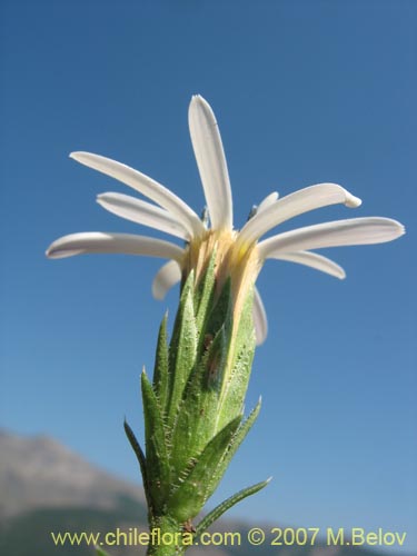 Imágen de Perezia recurvata (Perezia). Haga un clic para aumentar parte de imágen.