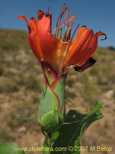 Imágen de Mutisia cana (Clavel del Campo). Haga un clic para aumentar parte de imágen.