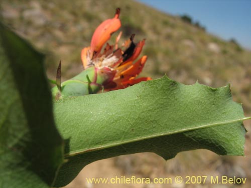 Imágen de Mutisia cana (Clavel del Campo). Haga un clic para aumentar parte de imágen.