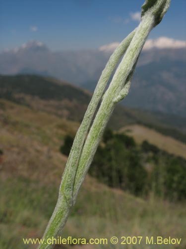 Imágen de Gnaphalium viravira (viravira / hierba de la vida / hierba de la diuca). Haga un clic para aumentar parte de imágen.