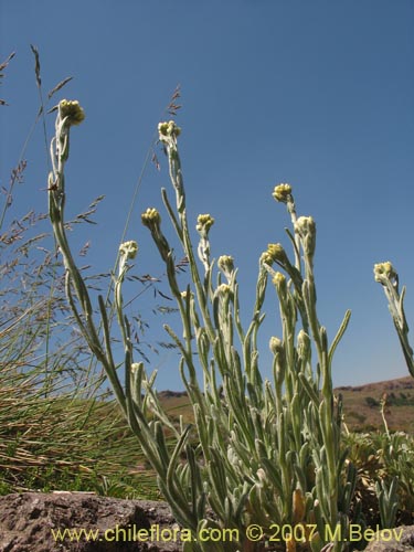 Gnaphalium viravira的照片