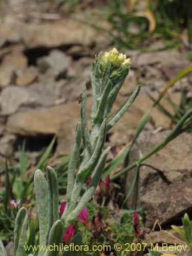 Imágen de Asteraceae sp. #3142 (). Haga un clic para aumentar parte de imágen.