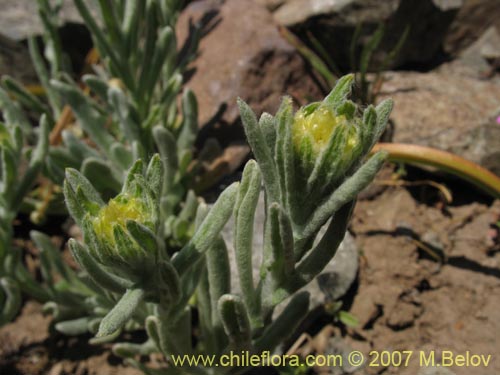 Bild von Asteraceae sp. #3142 (). Klicken Sie, um den Ausschnitt zu vergrössern.