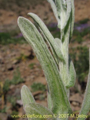 Bild von Asteraceae sp. #3142 (). Klicken Sie, um den Ausschnitt zu vergrössern.