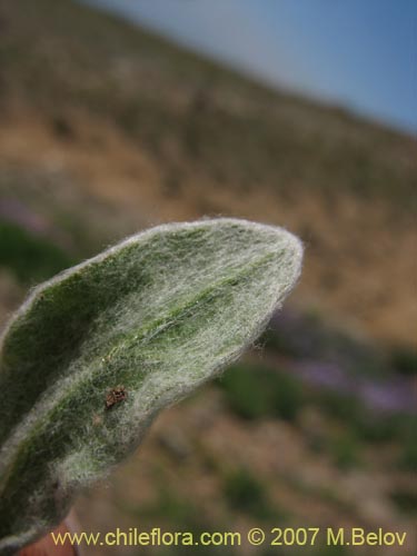 Asteraceae sp. #3142的照片