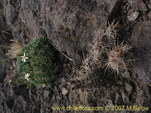 Imágen de Perezia recurvata (Perezia). Haga un clic para aumentar parte de imágen.