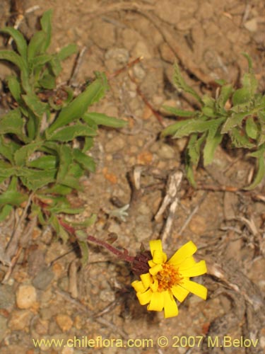 Imágen de Asteraceae sp. #3141 (). Haga un clic para aumentar parte de imágen.