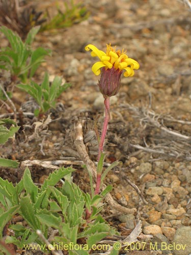 Imágen de Asteraceae sp. #3141 (). Haga un clic para aumentar parte de imágen.