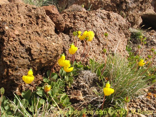 Imágen de Senecio subdiscoideus (). Haga un clic para aumentar parte de imágen.