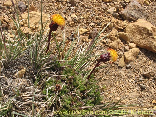 Imágen de Senecio subdiscoideus (). Haga un clic para aumentar parte de imágen.