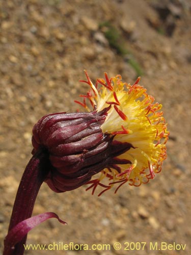 Imágen de Senecio subdiscoideus (). Haga un clic para aumentar parte de imágen.