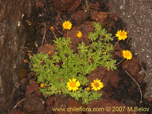 Imágen de Haplopappus sp. #1494 (). Haga un clic para aumentar parte de imágen.