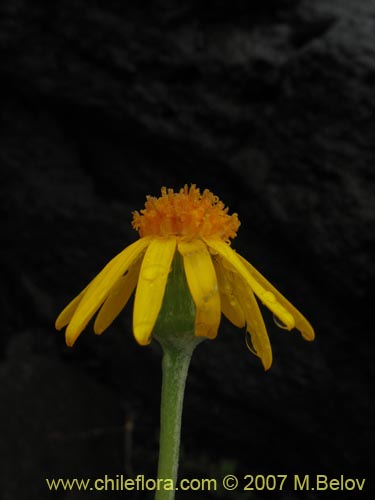 Imágen de Senecio sp.  #1552 (). Haga un clic para aumentar parte de imágen.