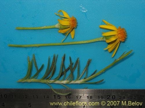 Senecio sp.  #1552的照片