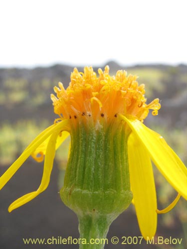 Imágen de Senecio sp.  #1552 (). Haga un clic para aumentar parte de imágen.