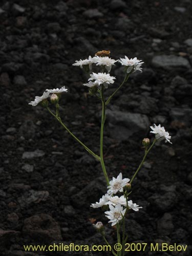 Imágen de Leucheria sp. #6017 (). Haga un clic para aumentar parte de imágen.