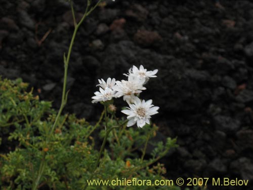 Imágen de Leucheria sp. #6017 (). Haga un clic para aumentar parte de imágen.