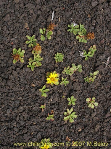 Imágen de Haplopappus sp. #1712 (). Haga un clic para aumentar parte de imágen.