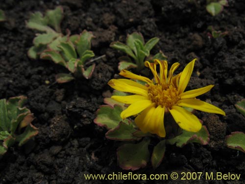 Imágen de Haplopappus sp. #1712 (). Haga un clic para aumentar parte de imágen.