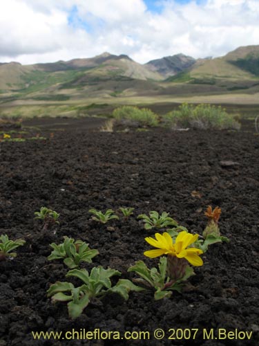 Imágen de Haplopappus sp. #1712 (). Haga un clic para aumentar parte de imágen.