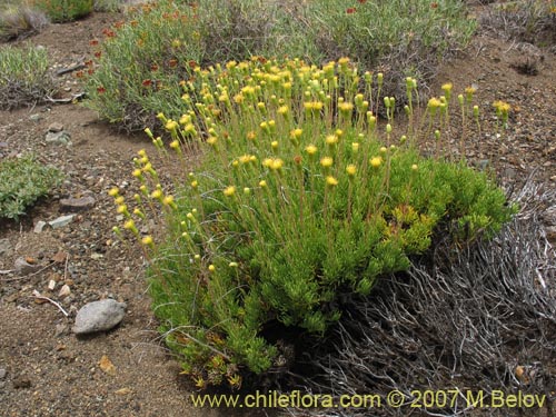 Imágen de Senecio sp. #1684 (). Haga un clic para aumentar parte de imágen.