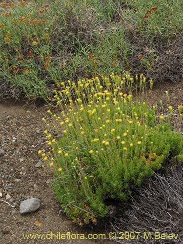 Imágen de Senecio sp. #1684 (). Haga un clic para aumentar parte de imágen.