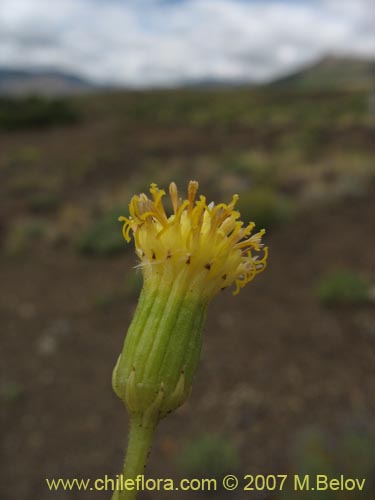 Imágen de Senecio sp. #1684 (). Haga un clic para aumentar parte de imágen.