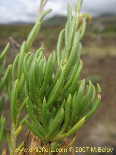 Imágen de Senecio sp. #1684 (). Haga un clic para aumentar parte de imágen.