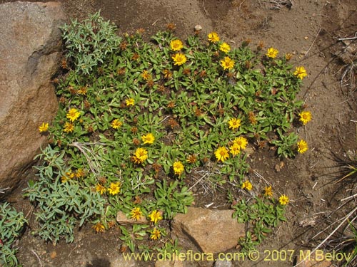 Imágen de Haplopappus sp. #6035 (). Haga un clic para aumentar parte de imágen.