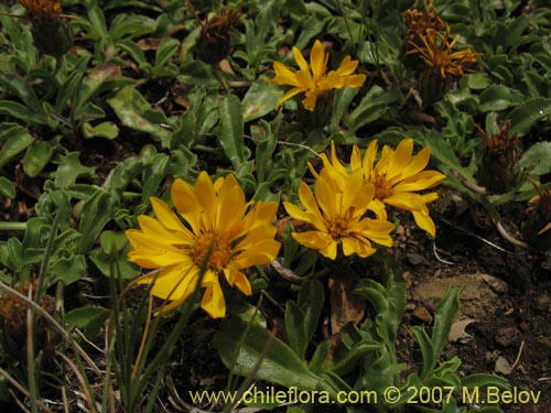 Imágen de Haplopappus sp. #6035 (). Haga un clic para aumentar parte de imágen.