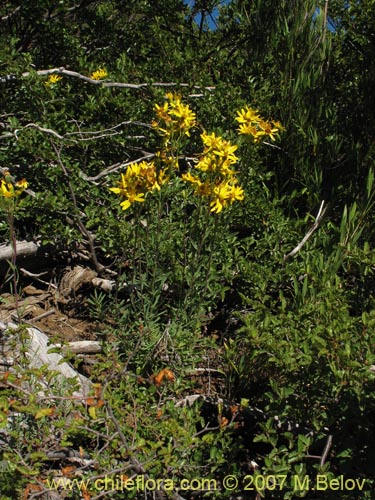 Imágen de Senecio sp.  #1690 (). Haga un clic para aumentar parte de imágen.