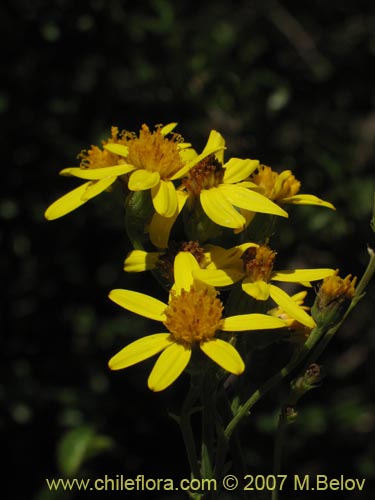 Imágen de Senecio sp.  #1690 (). Haga un clic para aumentar parte de imágen.