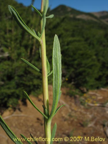 Imágen de Senecio sp.  #1690 (). Haga un clic para aumentar parte de imágen.