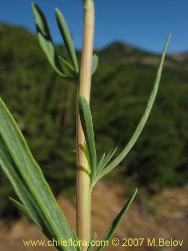 Imágen de Senecio sp.  #1690 (). Haga un clic para aumentar parte de imágen.