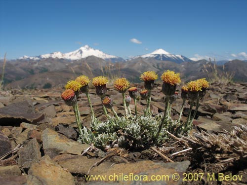 Imágen de Senecio sp. #1686 (). Haga un clic para aumentar parte de imágen.