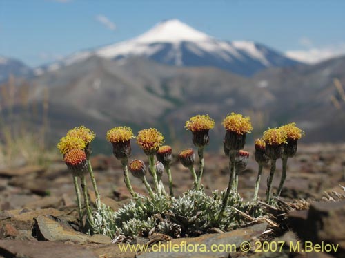 Imágen de Senecio sp. #1686 (). Haga un clic para aumentar parte de imágen.