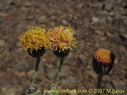 Imágen de Senecio sp. #1686 (). Haga un clic para aumentar parte de imágen.