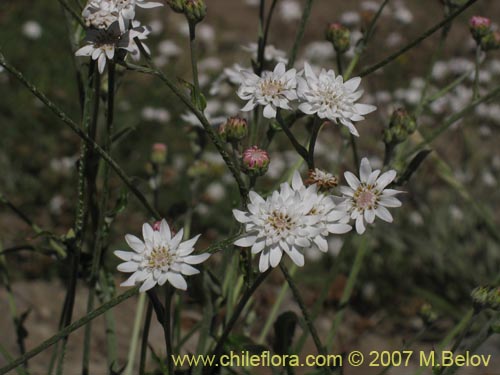 Imágen de Leucheria sp. #6053 (). Haga un clic para aumentar parte de imágen.