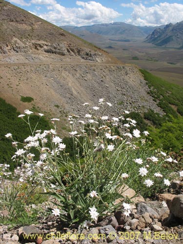 Imágen de Leucheria sp. #6053 (). Haga un clic para aumentar parte de imágen.