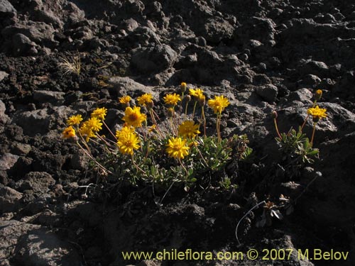 Imágen de Haplopappus sp. #6076 (). Haga un clic para aumentar parte de imágen.