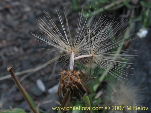 Imágen de Asteraceae sp. #1687 (). Haga un clic para aumentar parte de imágen.