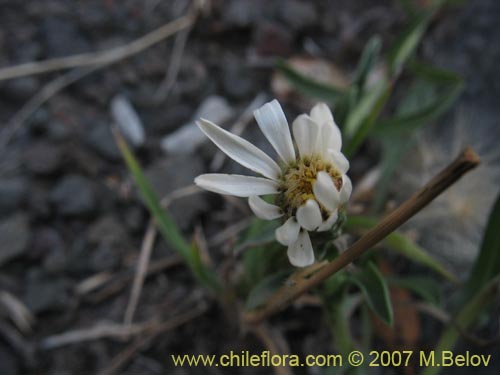 Imágen de Asteraceae sp. #1687 (). Haga un clic para aumentar parte de imágen.