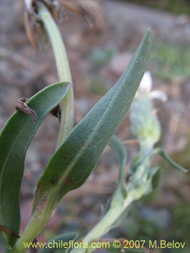 Imágen de Asteraceae sp. #1687 (). Haga un clic para aumentar parte de imágen.