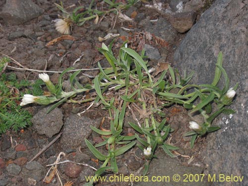 Imágen de Asteraceae sp. #1687 (). Haga un clic para aumentar parte de imágen.