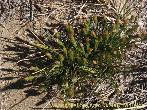 Imágen de Asteraceae sp. #Z 6439 (). Haga un clic para aumentar parte de imágen.