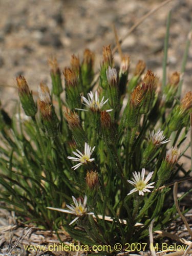 Imágen de Asteraceae sp. #Z 6439 (). Haga un clic para aumentar parte de imágen.