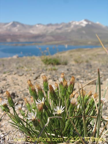 Imágen de Asteraceae sp. #Z 6439 (). Haga un clic para aumentar parte de imágen.