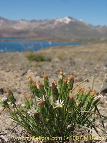 Imágen de Asteraceae sp. #Z 6439 (). Haga un clic para aumentar parte de imágen.