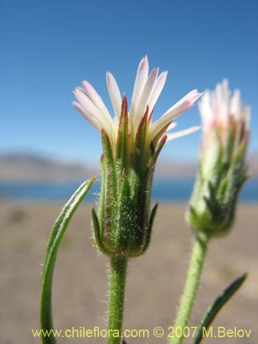 Asteraceae sp. #Z 6439的照片