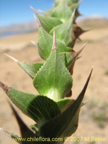 Imágen de Nassauvia sprengelioides (). Haga un clic para aumentar parte de imágen.